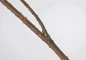 A close-up of the branch of the artificial magnolia leaf stem, displaying detailed craftsmanship and textured design for a realistic look.