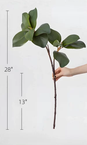 A full view of the 28-inch magnolia leaf stem, with a bottom branch section measuring 13 inches. Perfect for adding greenery to smaller arrangements.