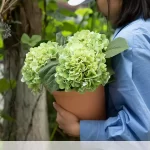 Artificial Potted Hydrangea | Large Green 14" Terracotta Pot