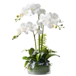 Triple Phalaenopsis Orchid in Glass Vase