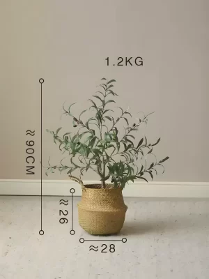 The 35.4-inch olive tree weighs about 2.65 lbs (1.2 kg) and comes in a basket pot measuring 10.2 inches tall and 11 inches in diameter, perfect for rustic decor themes.